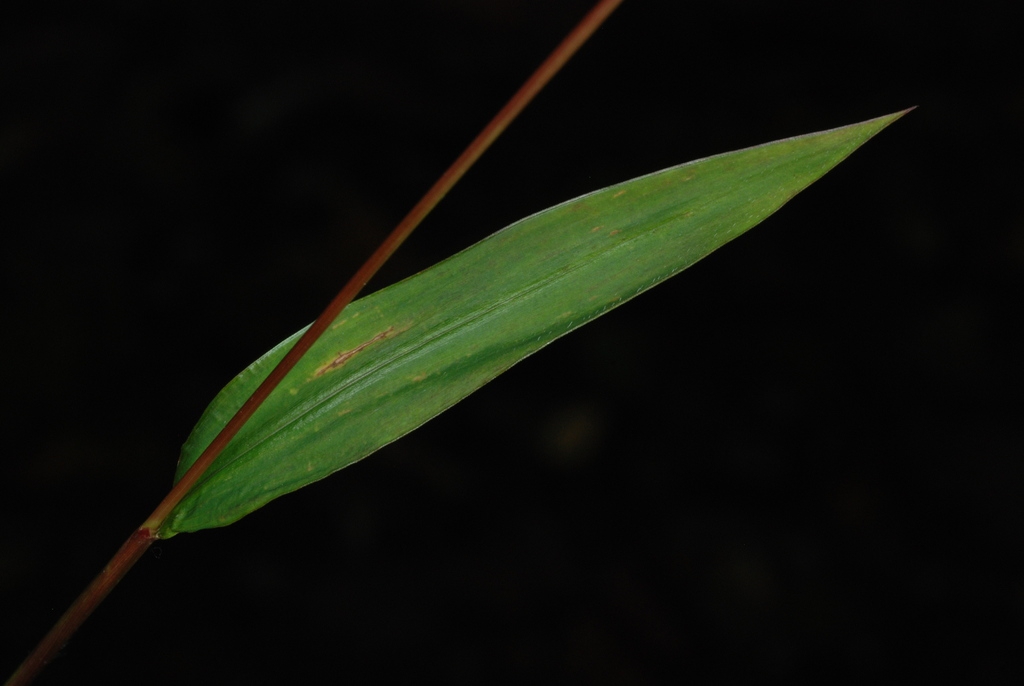 Leaf (Fairmount Park, Philadelphia, PA)-Mid Fall