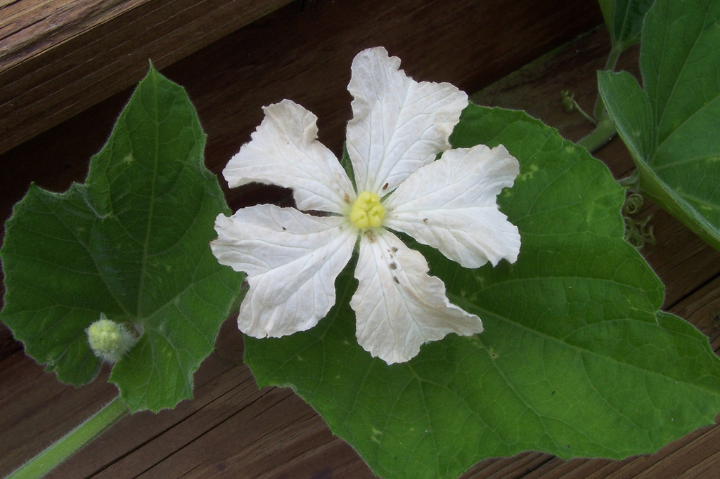 Mid Sept. _ Female Flower - Front View - Durham Co., NC