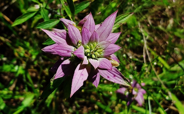 Monarda punctata