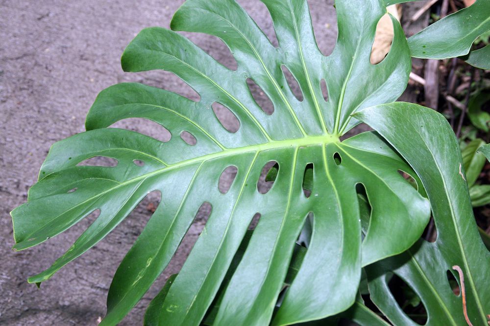 Monstera deliciosa (Ceriman, Cutleaf Philodendron, Hurricane Plant, Mexican  Breadfruit, Mother-in-Law, Split-leaf Philodendron, Swiss Cheese Plant)