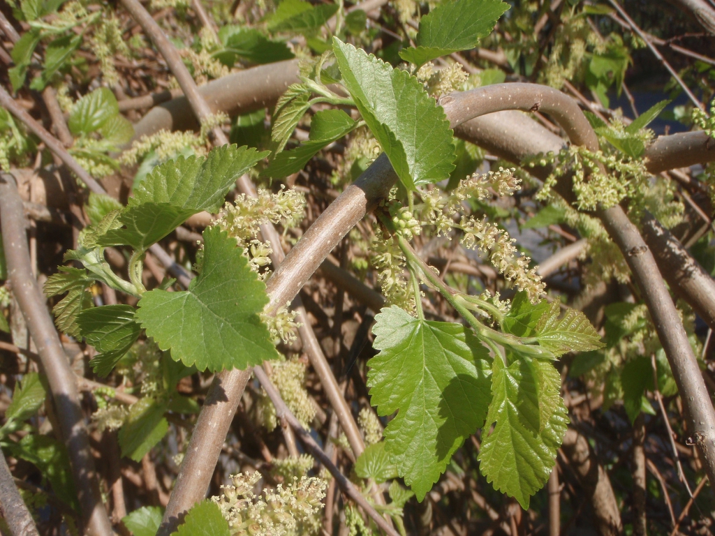 Flower and Leaves