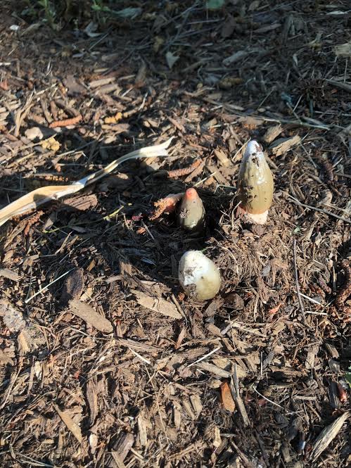 Mutinus elegans (Demon Fingers, Devil's Dipstick, Dog Stinkhorn ...