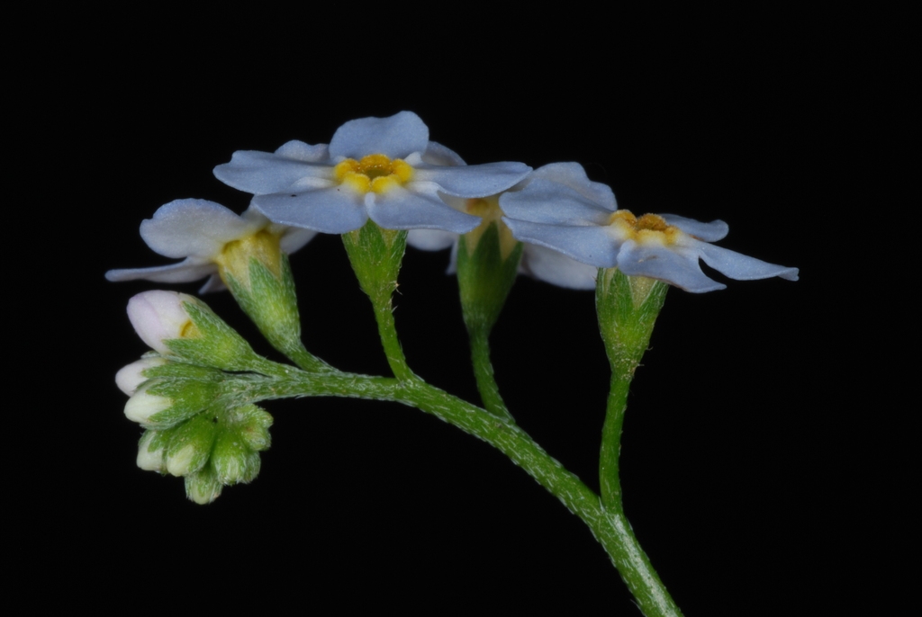 Side view of flowers and stem (Alleghany County, NC)-Mid Summer