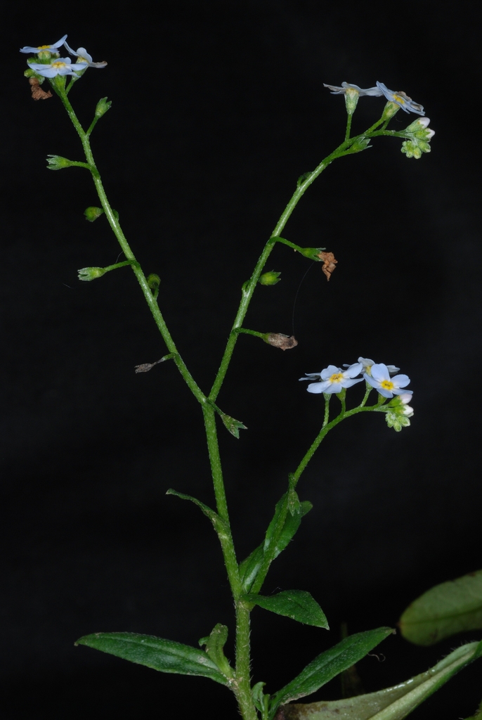 Flowers and stem (Alleghany County, NC)-Mid Summer