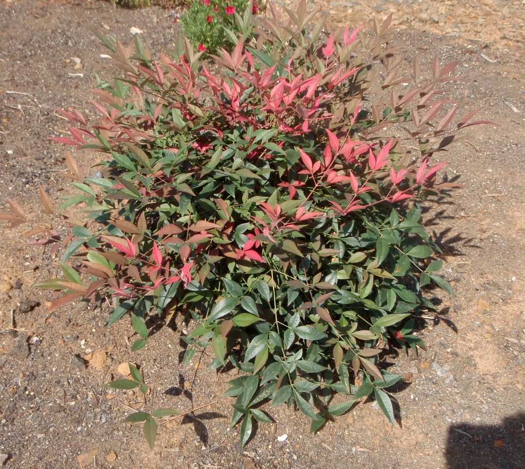 Nandina domestica 'Flirt' Form