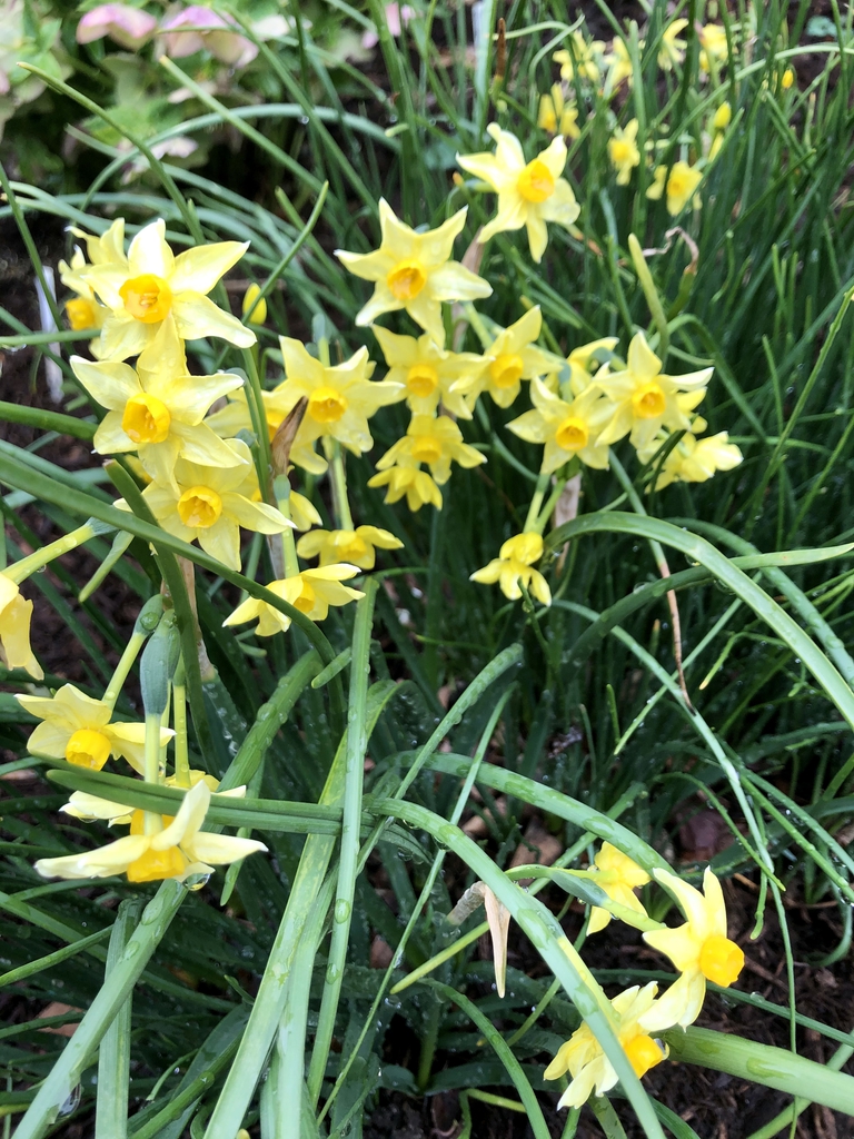 Narcissus x odorus (Campernelle Jonquil) North Carolina Extension