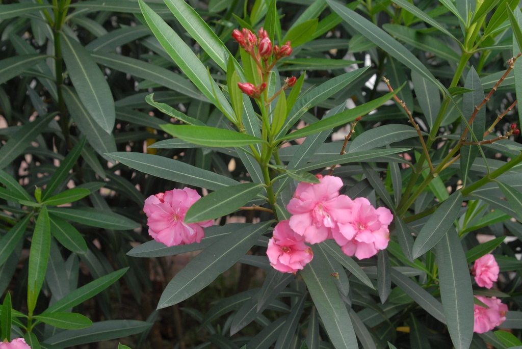 Buds and Leaves