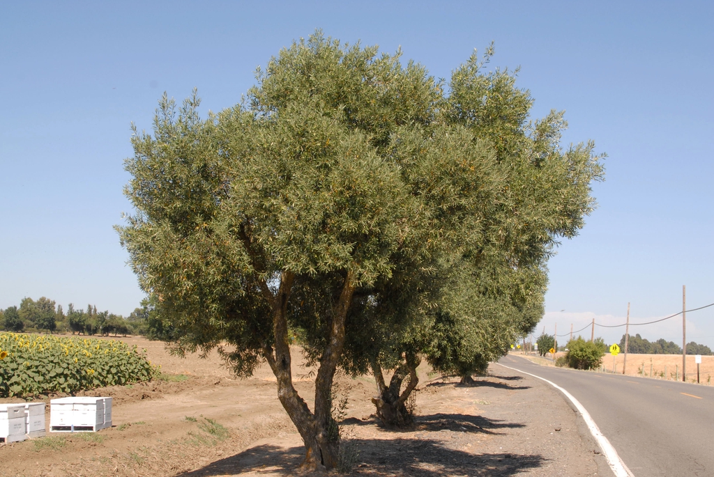Olea Europaea Common Olive European Olive Olive North Carolina Olea Europaea Common Olive European Olive Olive North Carolina