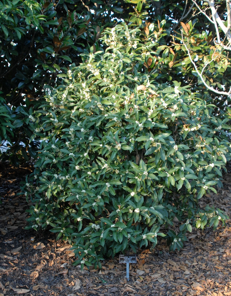 Osmanthus Fragrans Fragrant Tea Olive Sweet Osmanthus Tea Olive 