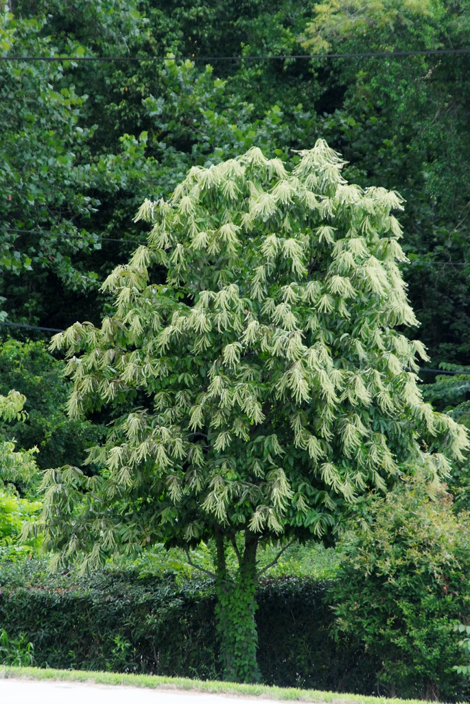 100 Lily Of The Valley Sourwood Seeds (Oxydendrum Arboreum) – Honey Bee Tree, Perennial