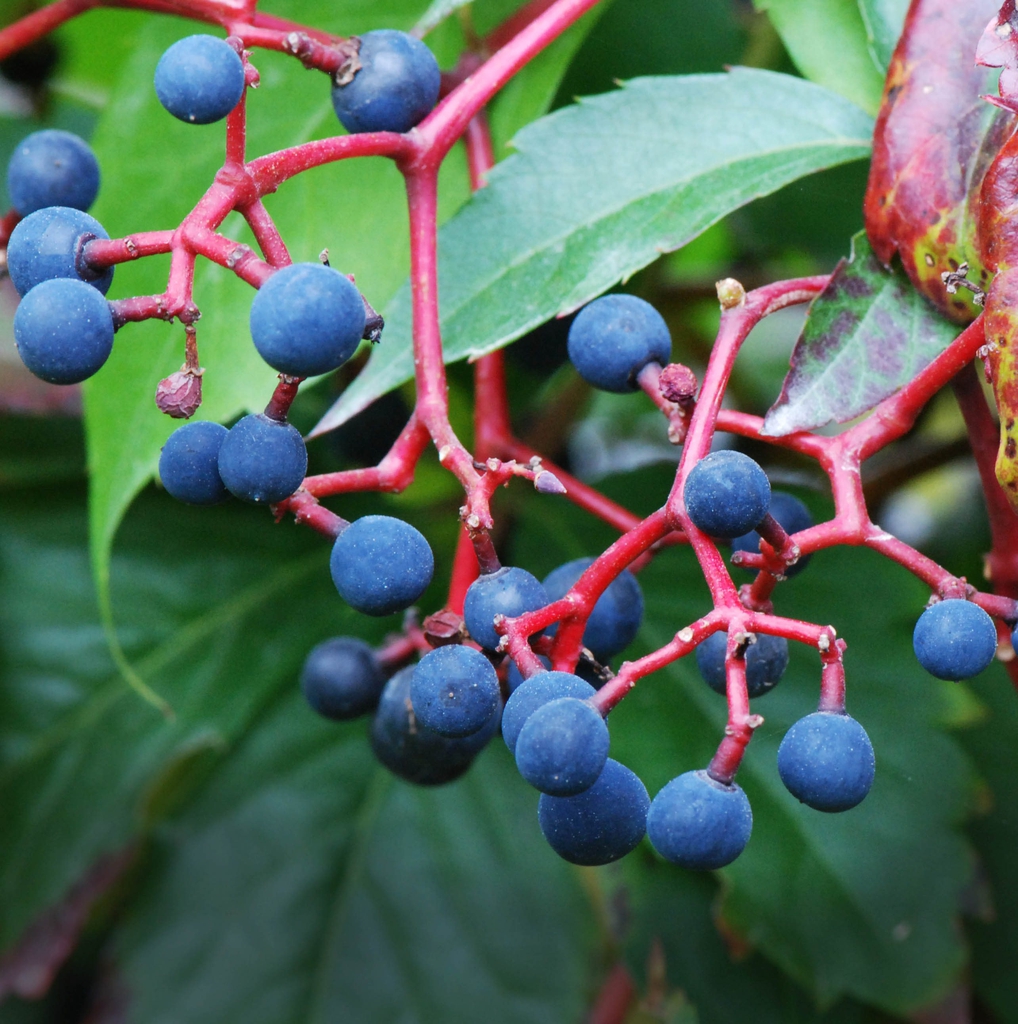 Fruit
