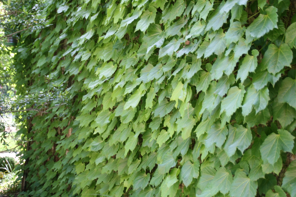 Form