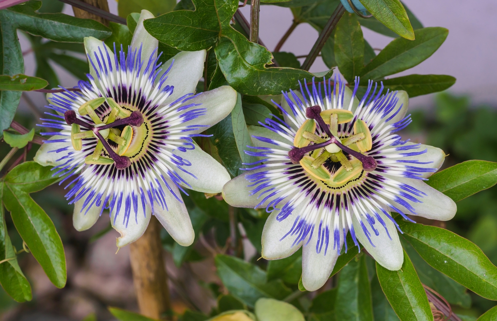 Passiflora caerulea FLEUR DE LA PASSION, PASSIFLORE BLEUE (plante)