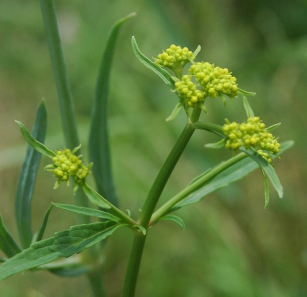 Patrinia scabiosifolia