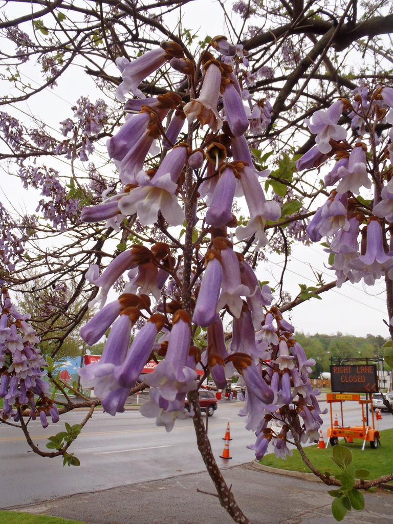 Paulownia Tomentosa Empress Tree Princess Tree Royal Empress Tree 