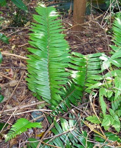 Form