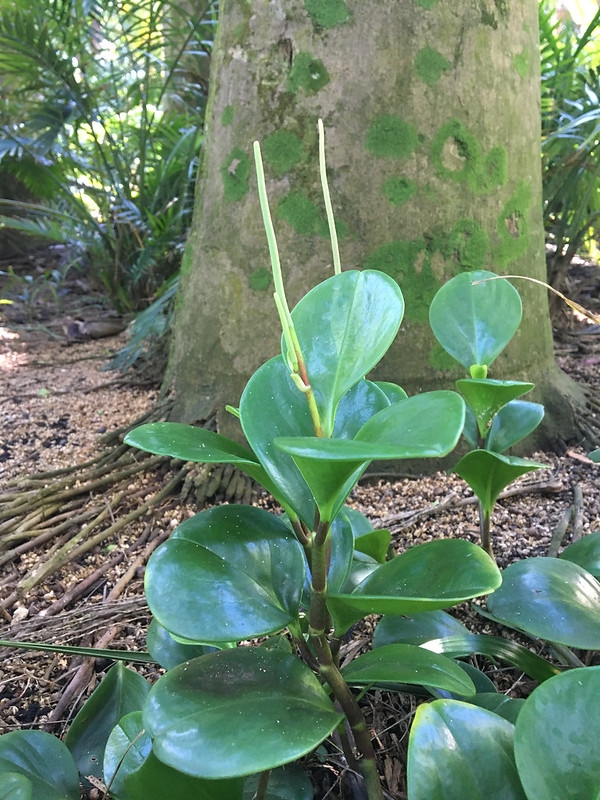 Peperomia obtusifolia (American Rubber Plant, Baby Rubberplant