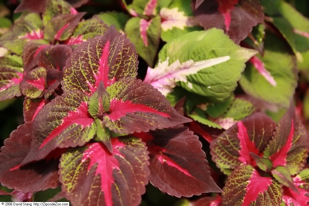 Leaves