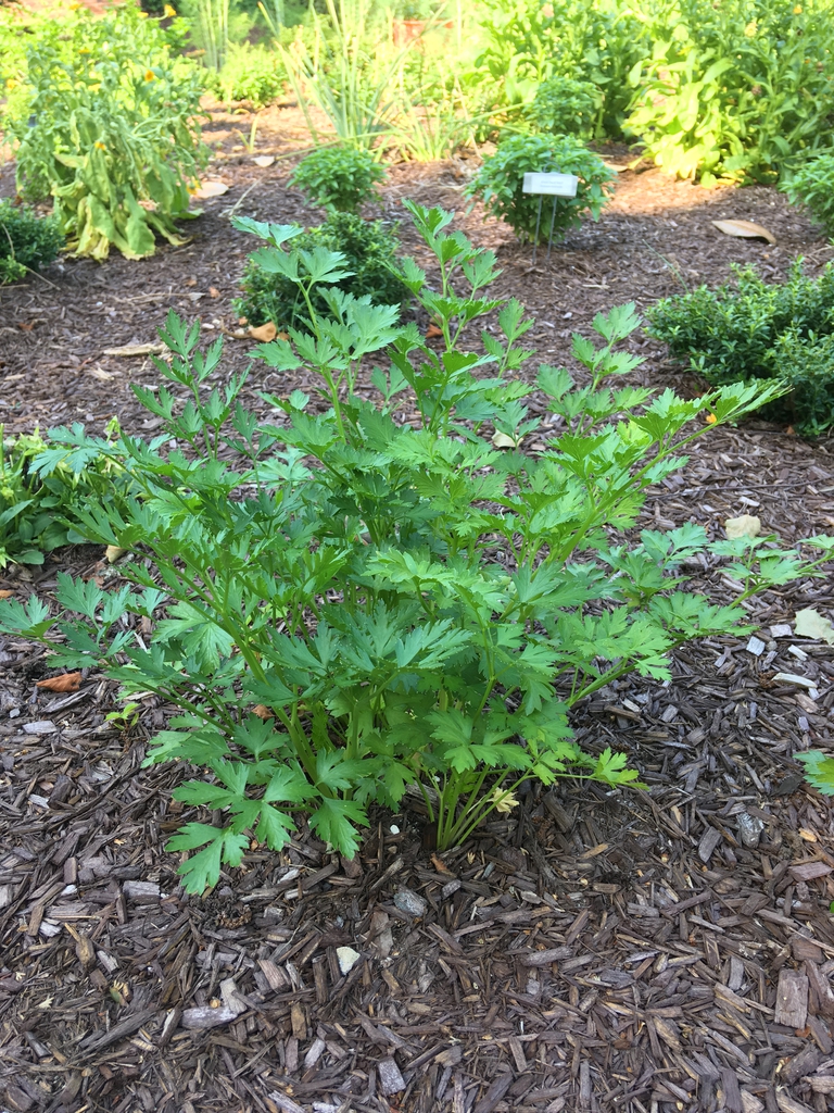 Petroselinum crispum