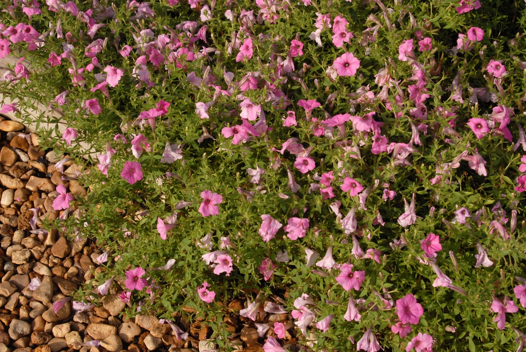 Petunia 'Supertunia Vista Bubblegum' Flower