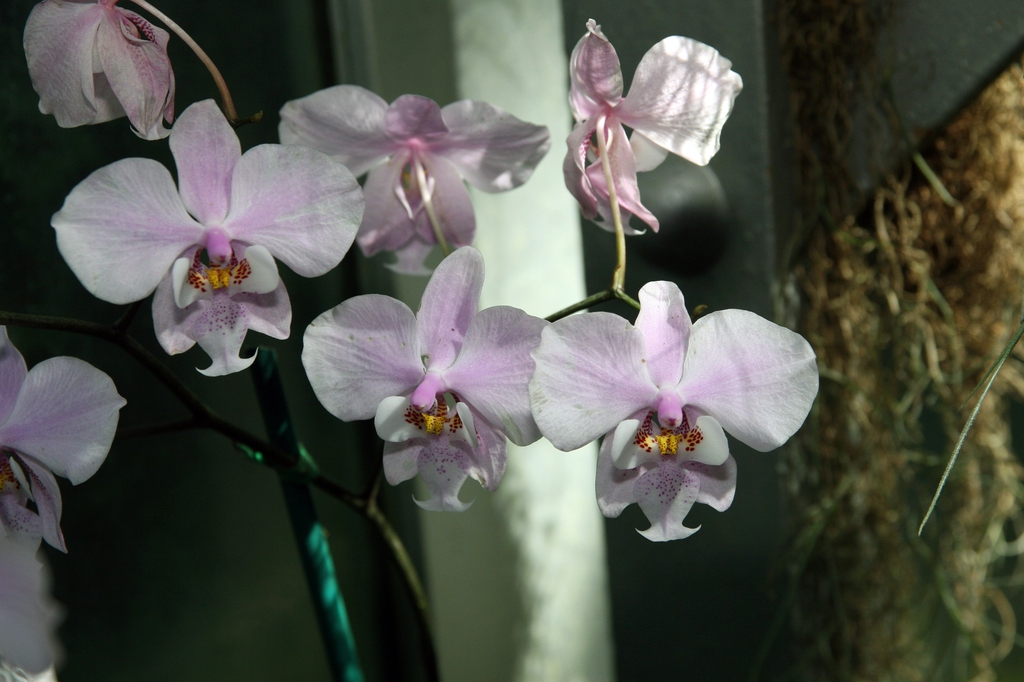 Phalaenopsis schilleriana