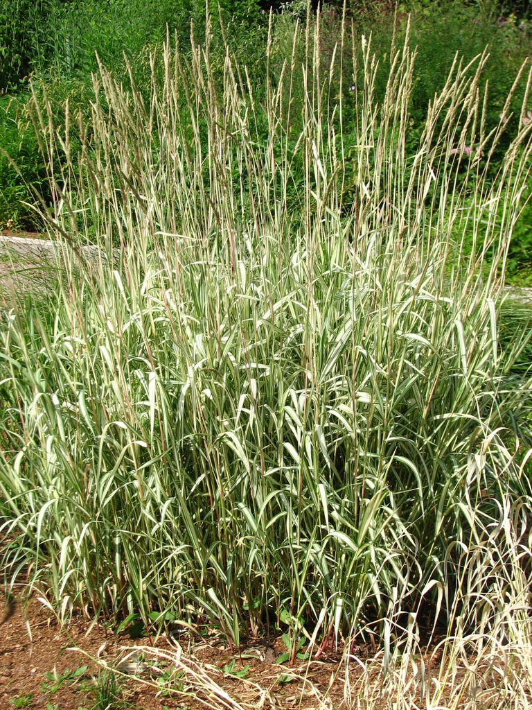 thumbnail image 2 of Phalaris Arundinacea Picta (Gardener's Garters) - 3 X 9cm Pots, Variegated Grass For Ponds & Bog Gardens 2 of 12