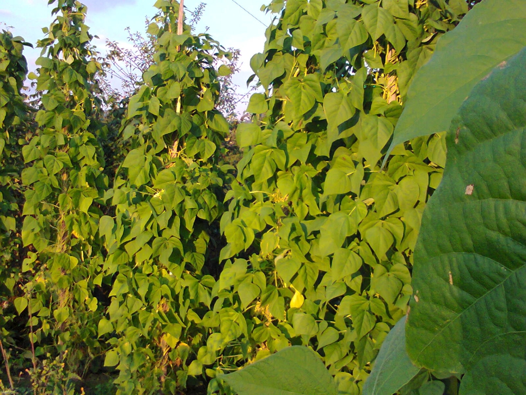 Phaseolus vulgaris