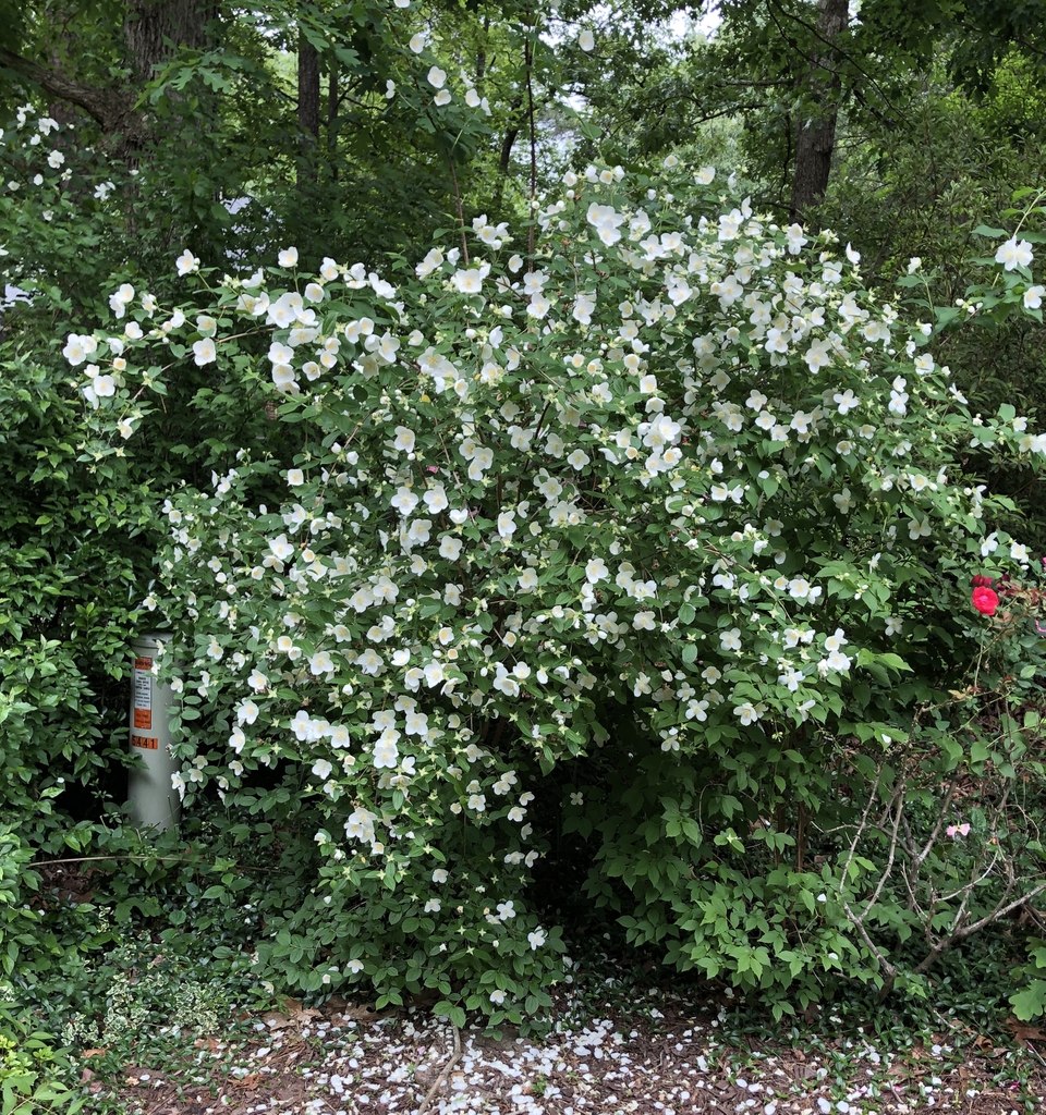 Philadelphus x virginalis