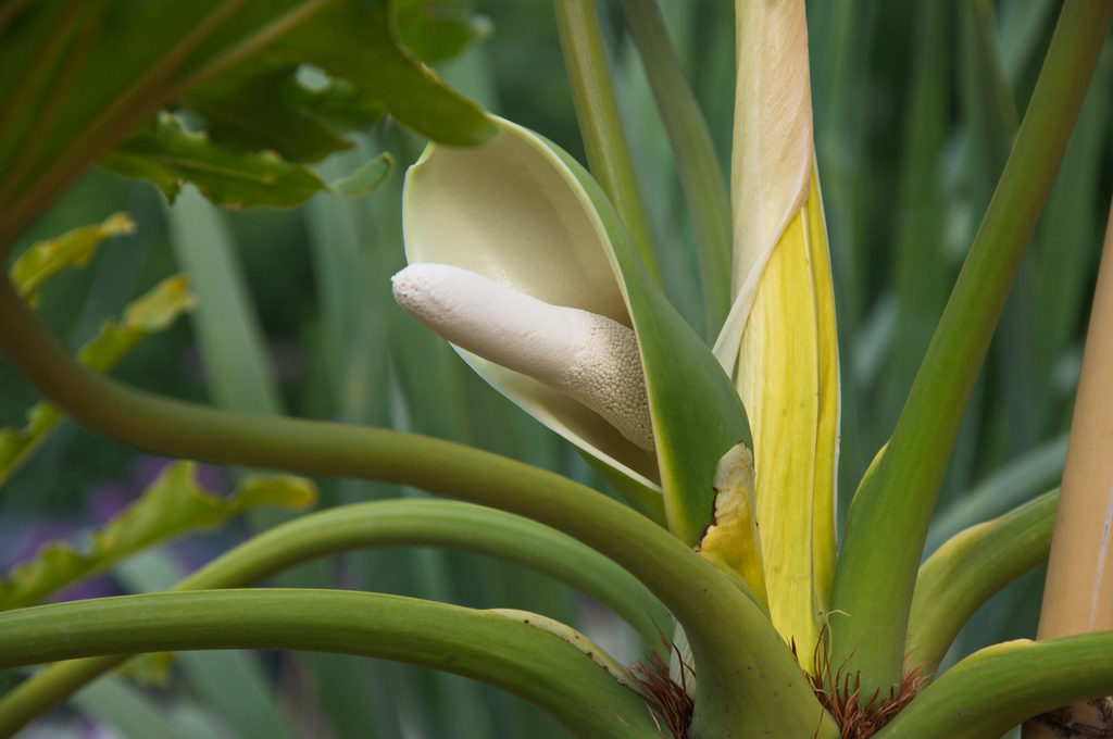Flower and Leaves