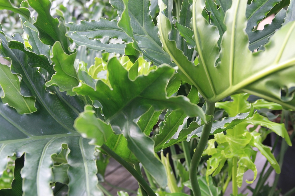 Leaves