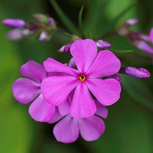 Close up of flower.