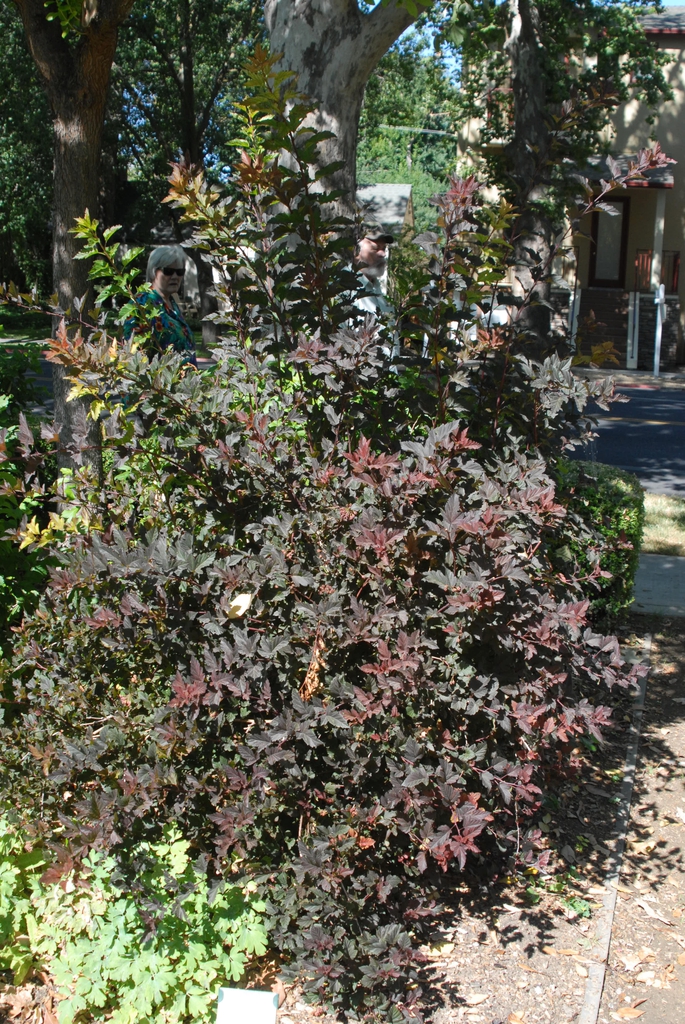 Physocarpus opulifolius