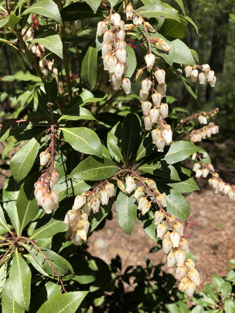 Pieris formosa