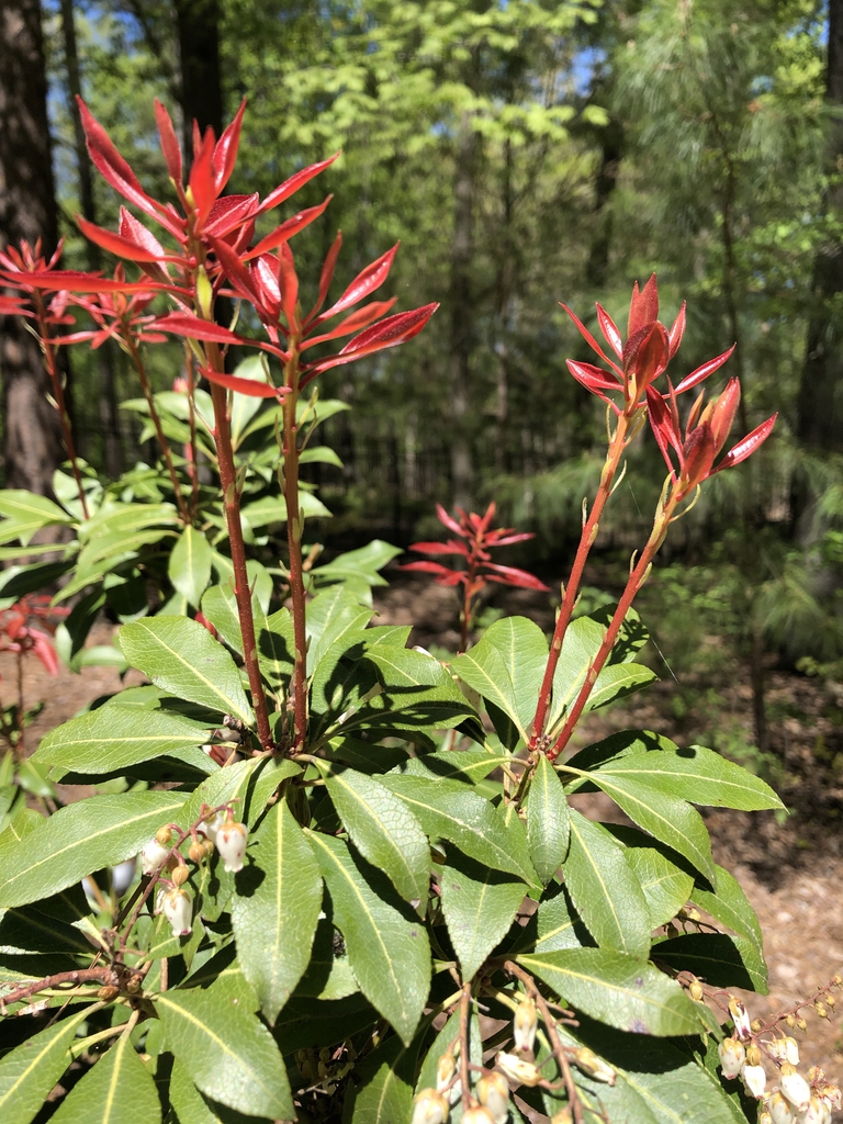 Pieris formosa