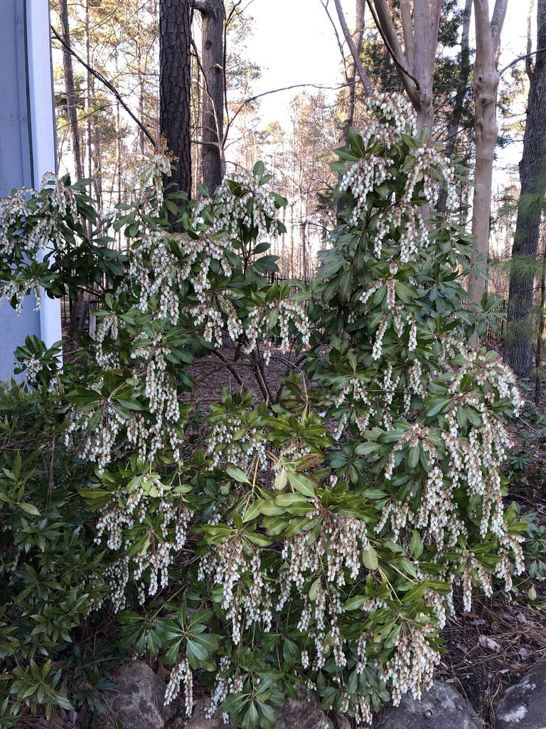 Pieris formosa