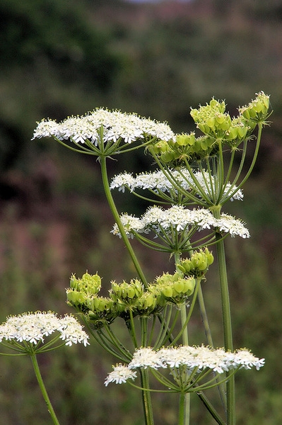 Pimpinella Anisum Anise Aniseed North Carolina Extension Gardener 