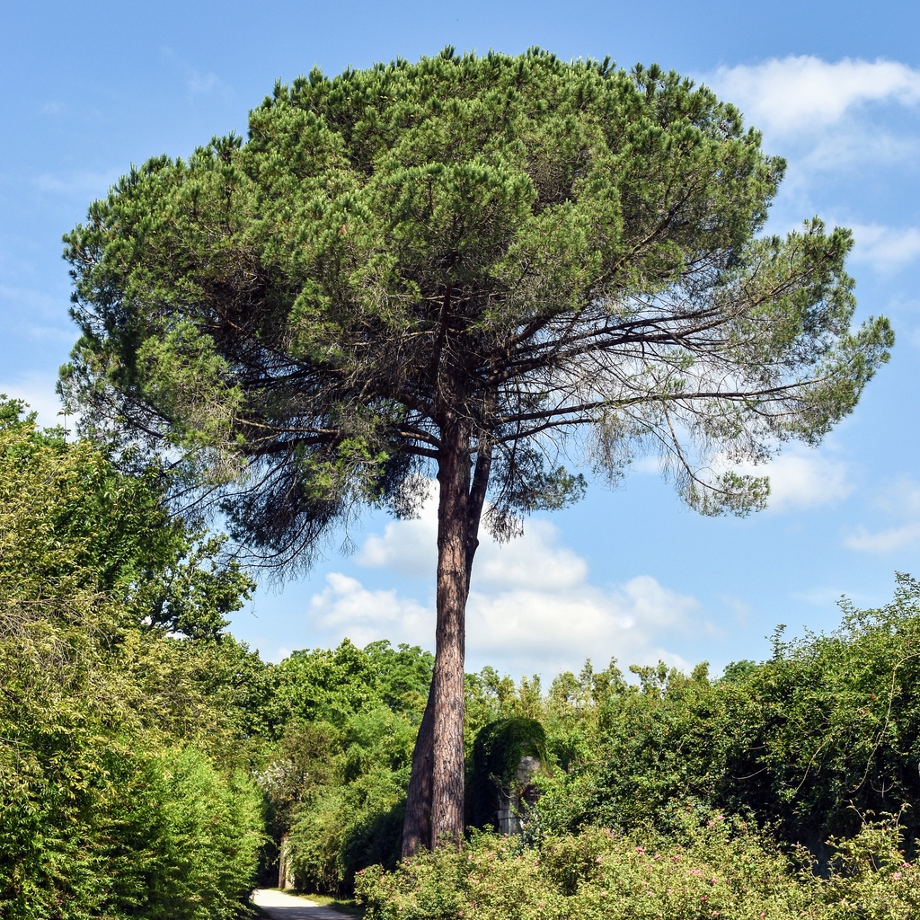 Pinus Pinea Size At Melissa Trexler Blog Pinus Pinea Size At Melissa Trexler Blog