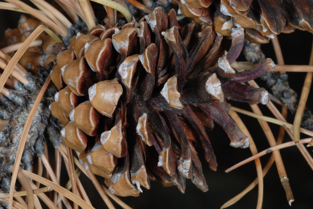 Seed cone with spines (Larimer County, CO)-Early Fall