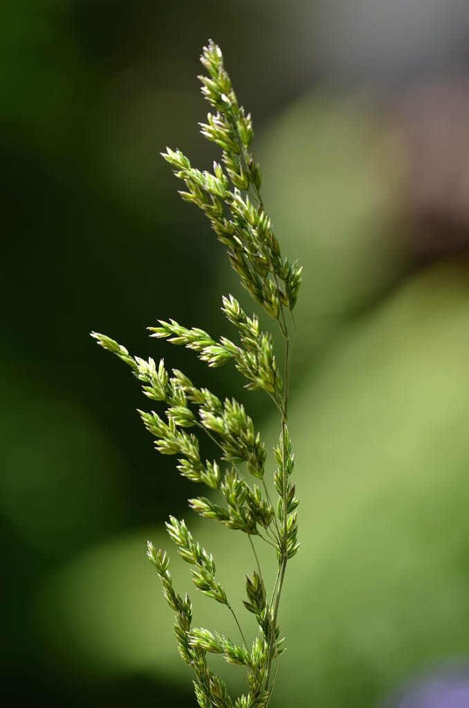 Flowers in May