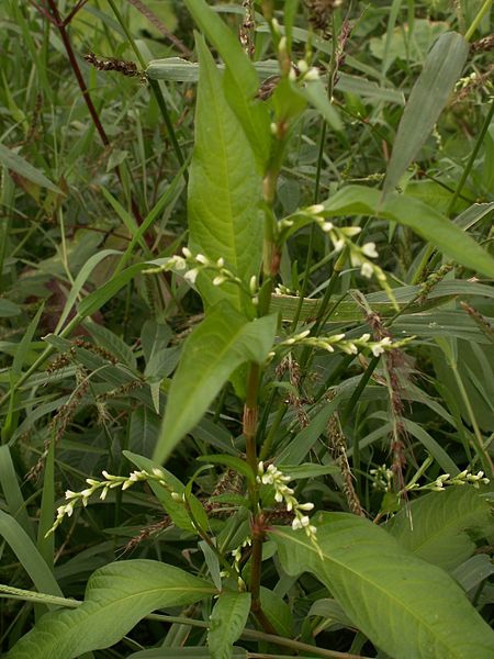 Polygonum hydropiper