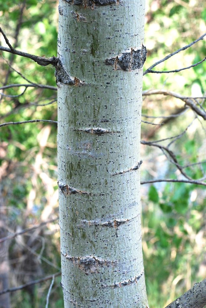 Branch bark (Fort Collins, CO)-Early Summer