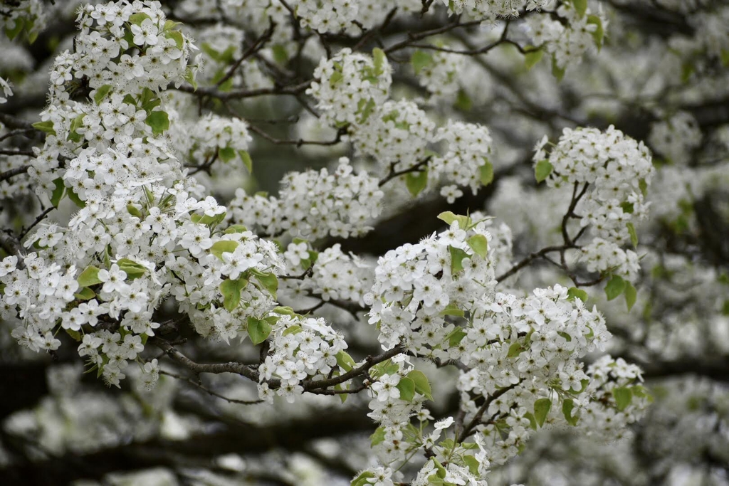 Flowers - March 25 - Warren Co., NC