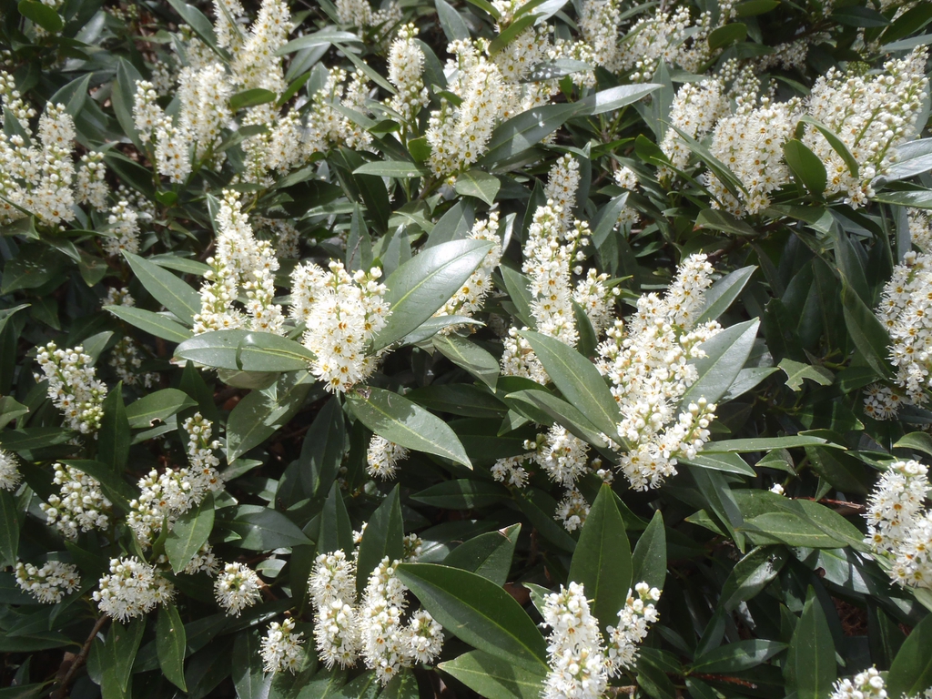 Prunus Laurocerasus Otto Luyken Cherry Laurel English Laurel Otto Prunus Laurocerasus Otto Luyken Cherry Laurel English Laurel Otto