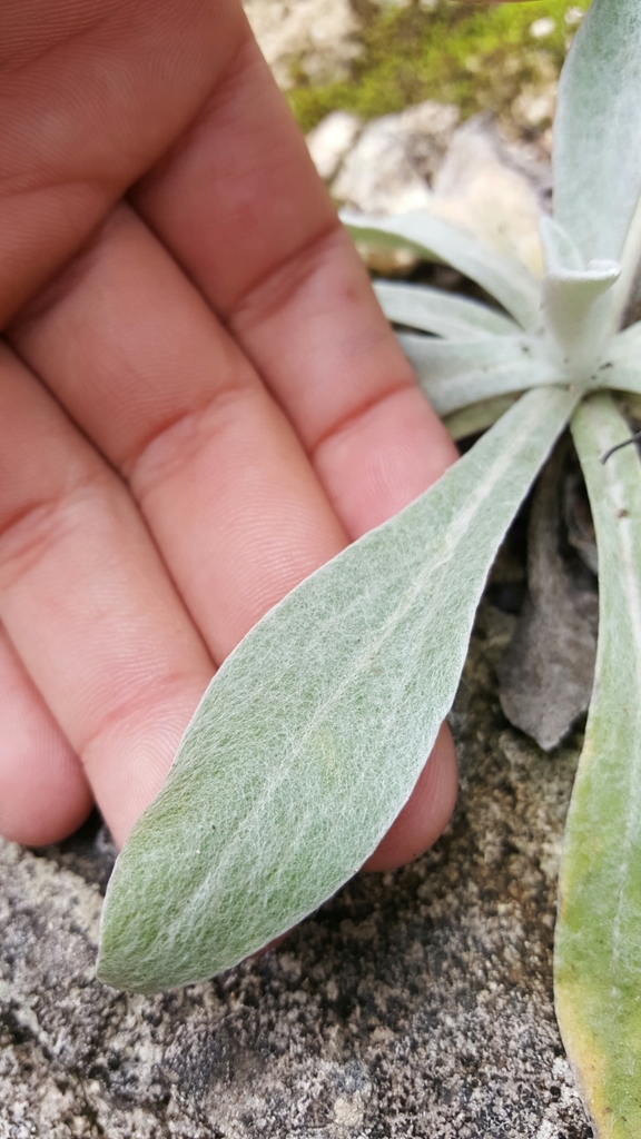 Rosette leaves