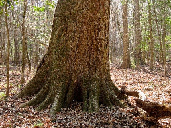 Bark
