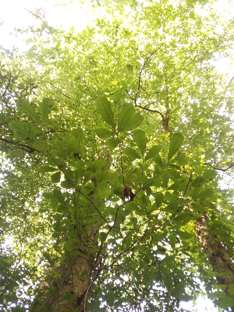 Form