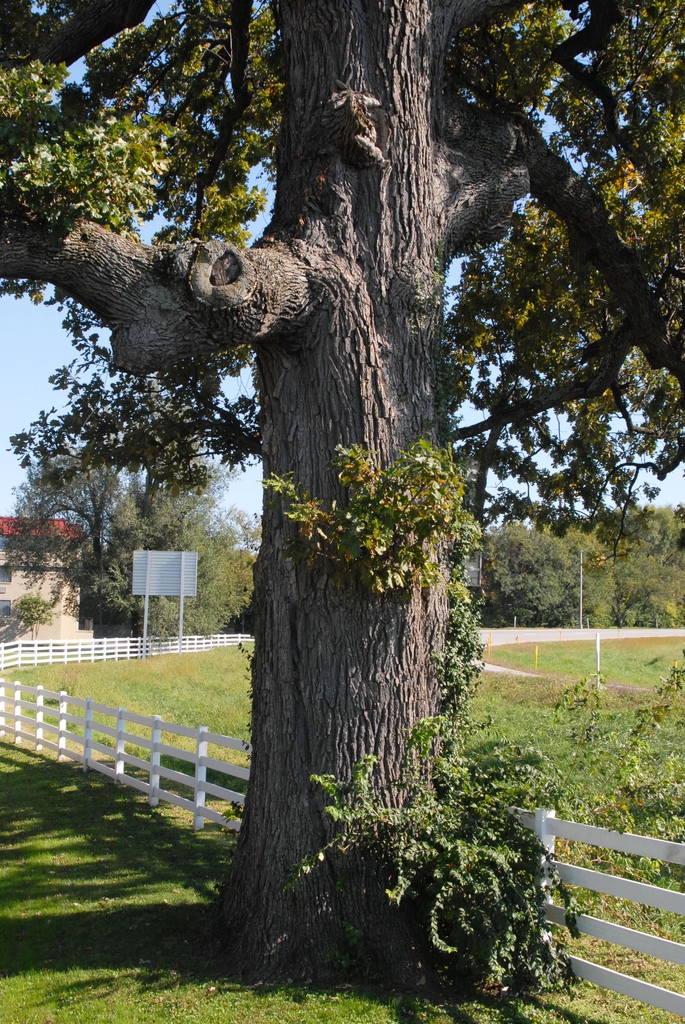 Bark