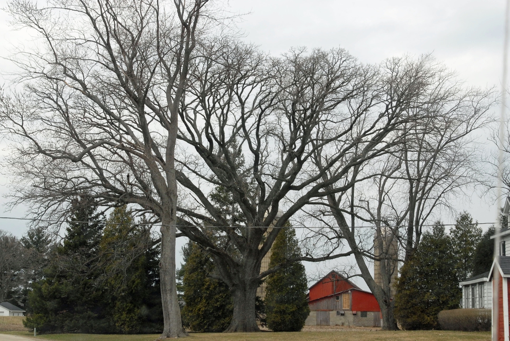 Without Leaves