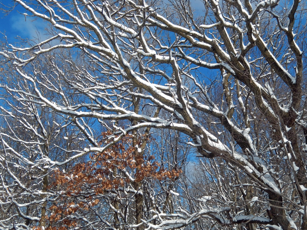 Snow covered