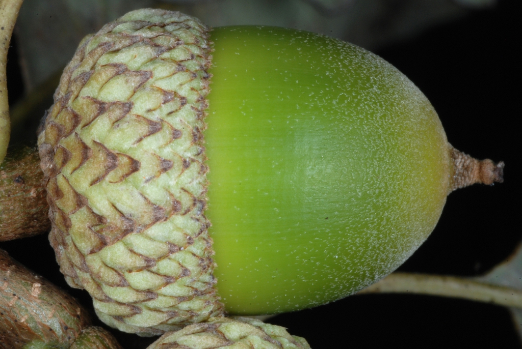 Side view of acorn (United States)-Early Fall